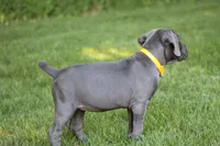 Sage, a female Cane Corso for sale in Womelsdorf, PA – 4 of 6