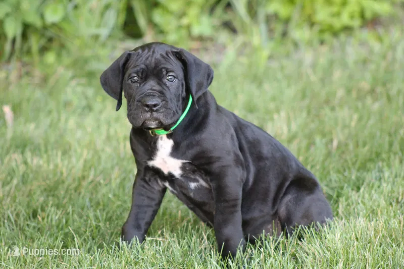 Enzo  – Cane Corso puppy for sale in Womelsdorf, PA
