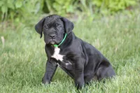 Enzo , a male Cane Corso for sale in Womelsdorf, PA – 3 of 5