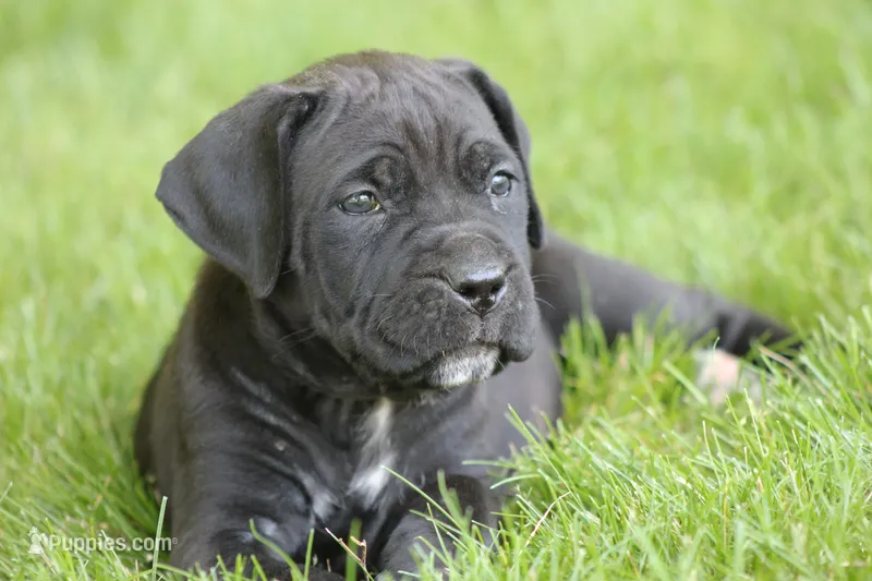 Summer – Cane Corso puppy for sale in Womelsdorf, PA