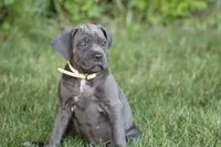 Xena, a female Cane Corso for sale in Womelsdorf, PA – 4 of 6