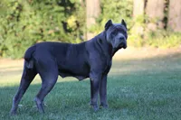 Aspen, a female Cane Corso for sale in Womelsdorf, PA – 5 of 6