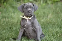 Xena, a female Cane Corso for sale in Womelsdorf, PA – 2 of 6