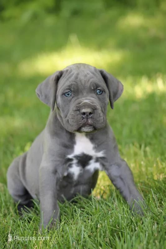 Aspen – Cane Corso puppy for sale in Womelsdorf, PA