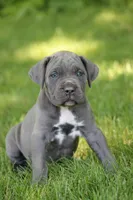 Aspen, a female Cane Corso for sale in Womelsdorf, PA – 1 of 6