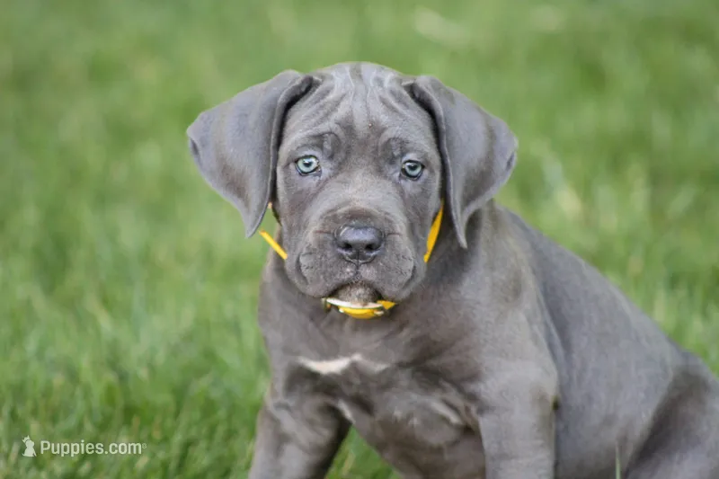 Sage – Cane Corso puppy for sale in Womelsdorf, PA