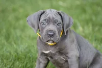 Sage, a female Cane Corso for sale in Womelsdorf, PA – 1 of 6