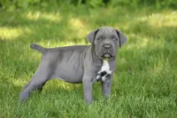 Aspen, a female Cane Corso for sale in Womelsdorf, PA – 3 of 6