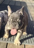 Kibble, a male French Bulldog for sale in Orange, CA – Photo 2 of 6