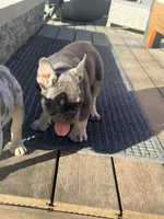 Kibble, a male French Bulldog for sale in Orange, CA – Photo 5 of 6