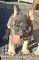 Kibble, a male French Bulldog for sale in Orange, CA – Photo 4 of 6