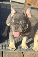Kibble, a male French Bulldog for sale in Orange, CA – Photo 3 of 6