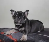 Kibble, a male French Bulldog for sale in Orange, CA – Photo 6 of 6