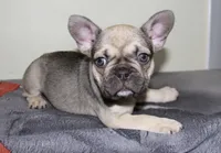 Daisy, a female French Bulldog for sale in Orange, CA – Photo 1 of 6