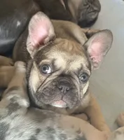 Daisy, a female French Bulldog for sale in Orange, CA – Photo 4 of 6