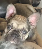 Daisy, a female French Bulldog for sale in Orange, CA – Photo 3 of 6