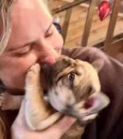 Daisy, a female French Bulldog for sale in Orange, CA – Photo 2 of 6