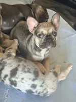 Daisy, a female French Bulldog for sale in Orange, CA – Photo 5 of 6