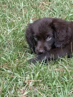 Puppy, a male Boykin Spaniel for sale in Benson, NC – 3 of 3