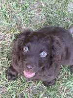 Puppy, a male Boykin Spaniel for sale in Benson, NC – 2 of 3