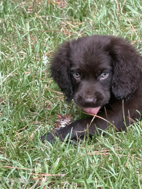 Puppy – Boykin Spaniel puppy for sale in Benson, NC