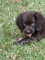 Puppy, a male Boykin Spaniel for sale in Benson, NC – 1 of 3