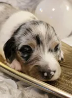 Curly, a male Miniature Dachshund for sale in Attalla, AL – Photo 1 of 5