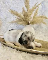 Curly, a male Miniature Dachshund for sale in Attalla, AL – Photo 2 of 5