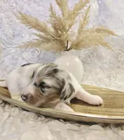 Curly, a male Miniature Dachshund for sale in Attalla, AL – Photo 3 of 5