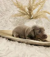 Larry, a male Miniature Dachshund for sale in Attalla, AL – Photo 2 of 4