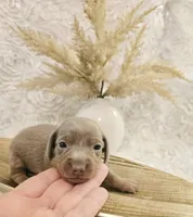 Larry, a male Miniature Dachshund for sale in Attalla, AL – Photo 3 of 4