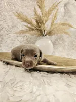 Larry, a male Miniature Dachshund for sale in Attalla, AL – Photo 4 of 4