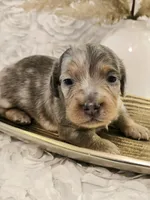 Moe, a male Miniature Dachshund for sale in Attalla, AL – Photo 1 of 4