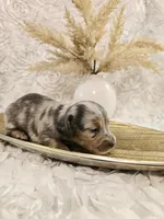 Moe, a male Miniature Dachshund for sale in Attalla, AL – Photo 4 of 4