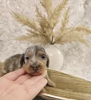 Moe, a male Miniature Dachshund for sale in Attalla, AL – Photo 2 of 4