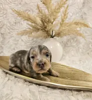 Moe, a male Miniature Dachshund for sale in Attalla, AL – Photo 3 of 4