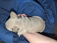 Merle Girl, a female French Bulldog for sale in Chattanooga, TN – Photo 2 of 5