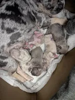 Merle Girl, a female French Bulldog for sale in Chattanooga, TN – Photo 3 of 5