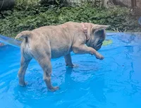 Blue Eyes Cream Merle, a female French Bulldog for sale in Chattanooga, TN – 4 of 9