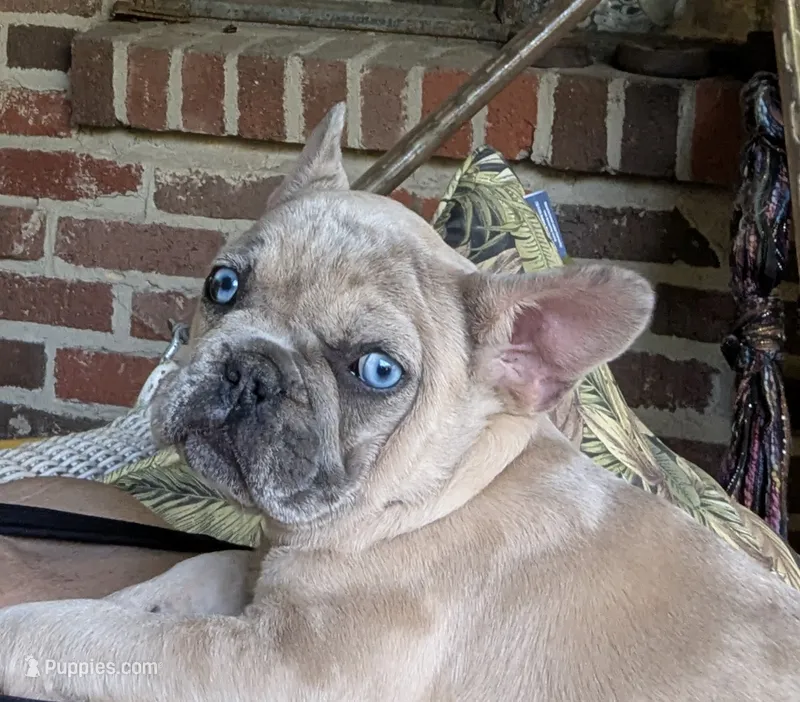 Blue Eyes Cream Merle – French Bulldog puppy for sale in Chattanooga, TN