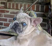 Blue Eyes Cream Merle, a female French Bulldog for sale in Chattanooga, TN – 1 of 9