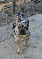 Chocolate Mask, a male French Bulldog for sale in Chattanooga, TN – Photo 4 of 5