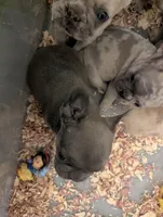 Chocolate Mask, a male French Bulldog for sale in Chattanooga, TN – Photo 2 of 5