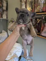 Chocolate Mask, a male French Bulldog for sale in Chattanooga, TN – Photo 1 of 5