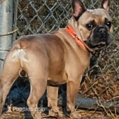 Blue Eyes, a female French Bulldog for sale in Chattanooga, TN – Photo 6 of 6