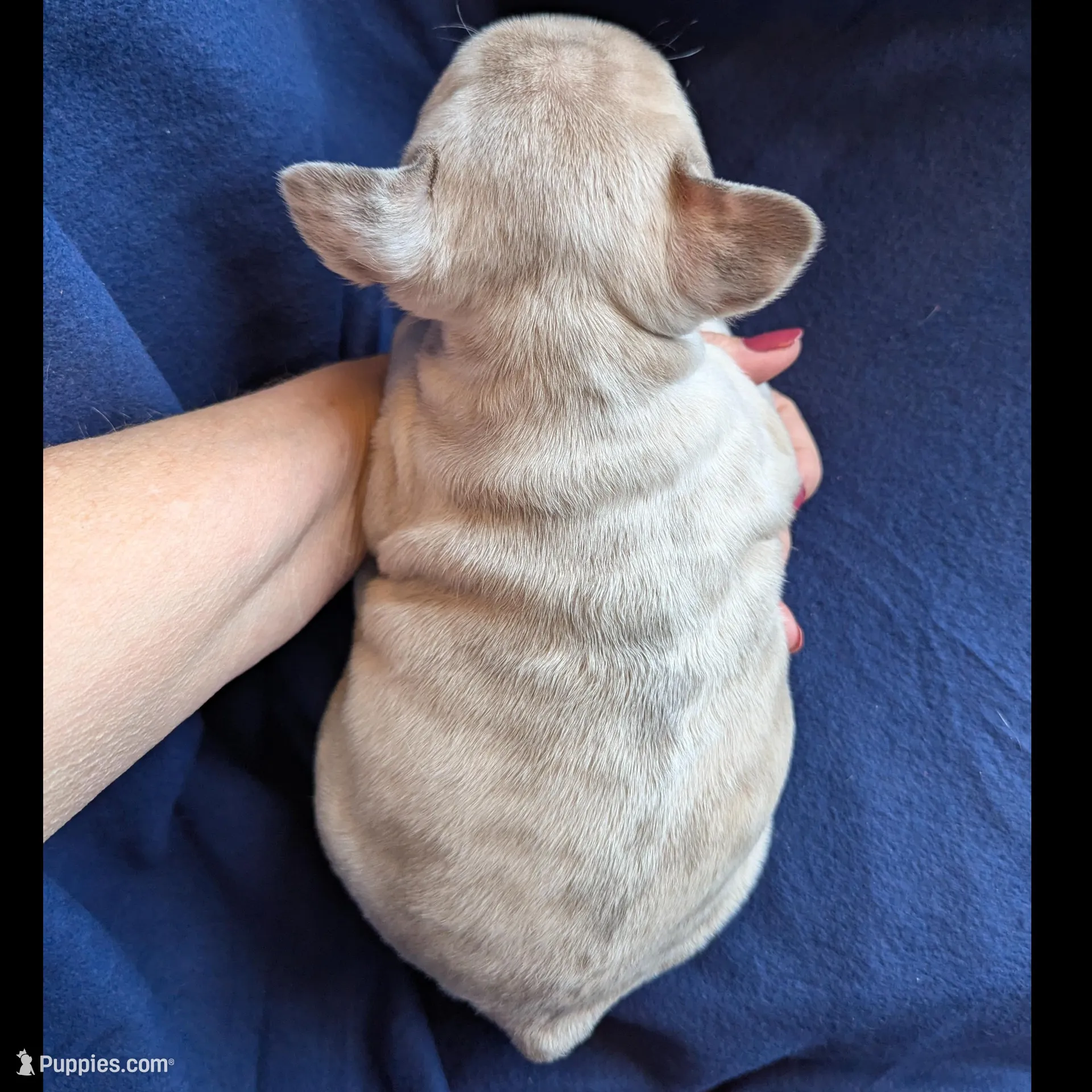 Blue Eyes, a female French Bulldog for sale in Chattanooga, TN – Photo 3 of 6