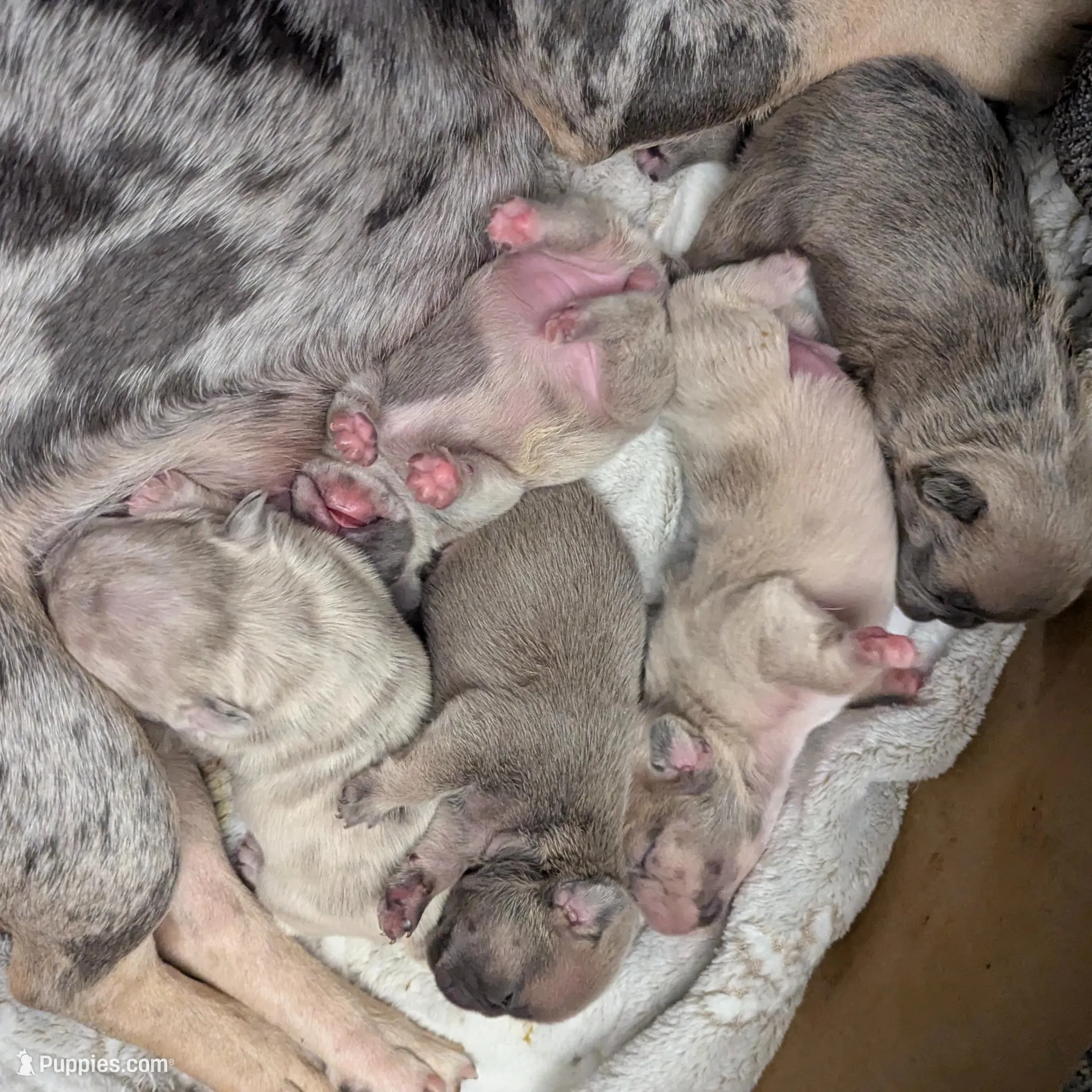 Blue Eyes, a female French Bulldog for sale in Chattanooga, TN – Photo 4 of 6