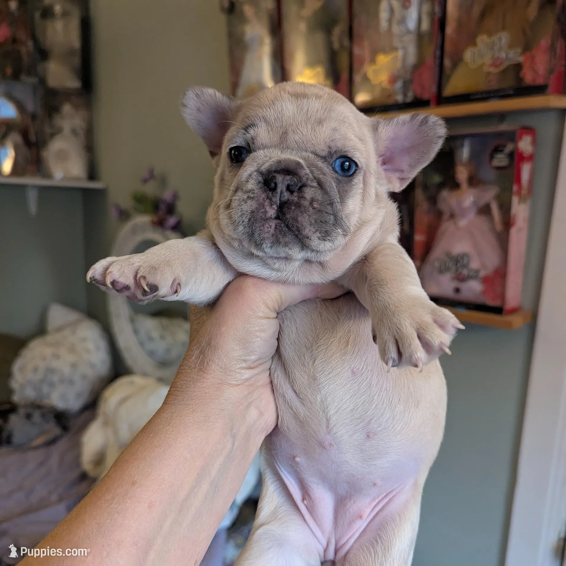 Blue Eyes, a female French Bulldog for sale in Chattanooga, TN – Photo 2 of 6