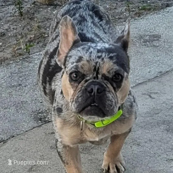 Blue Eyes, a female French Bulldog for sale in Chattanooga, TN – Photo 5 of 6