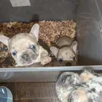 Blue Eyes Merle Girl , a female French Bulldog for sale in Chattanooga, TN – Photo 1 of 8